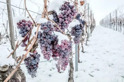 Виноград первая зима