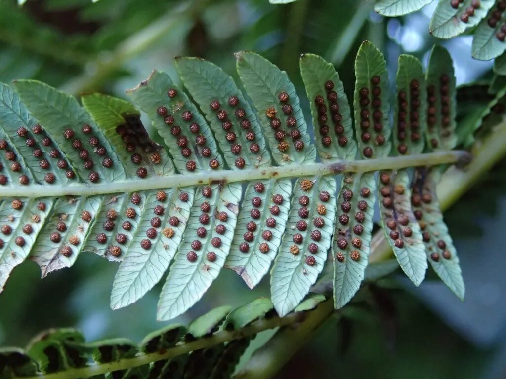 Cyathea Australis. Папоротник Аустралис. Циатея спорангии. Папоротник Циатея Аустралис. Спорангии папоротниковидных