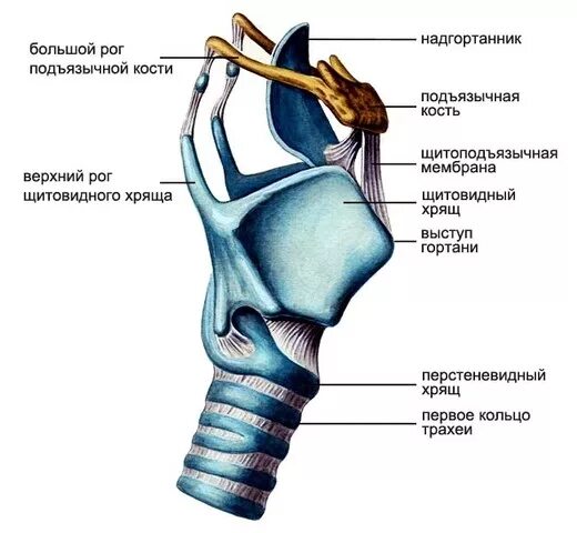 Гортань строение анатомия хрящи. Хрящи шеи топографическая анатомия. Строение щитовидного хряща гортани. Шея анатомия щитовидный хрящ.