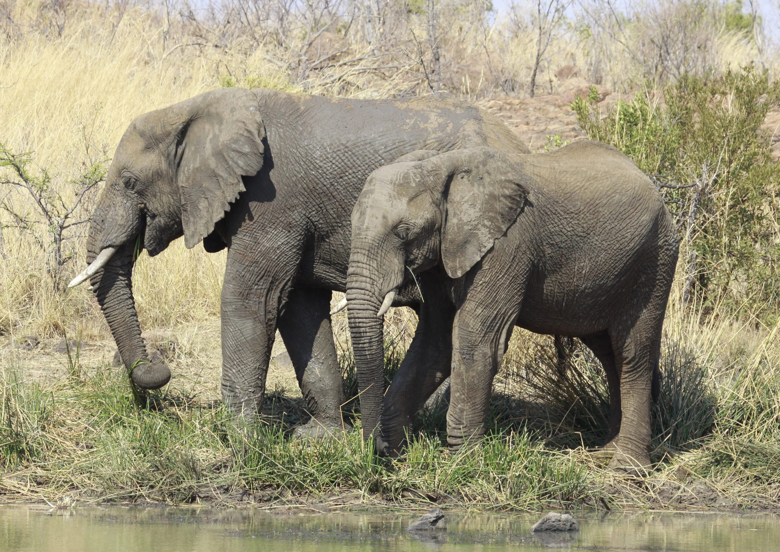 Африканские слоны (Loxodonta). Национальный парк слонов Африканский. Африканские Сухопутные животные. Южный Африканский слон.