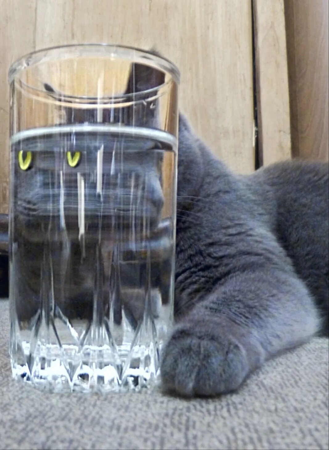 Вот зазвенел сушняк. Кот в стакане. Кот с похмелья. Коты с бодуна. Коты с похмелья смешные.