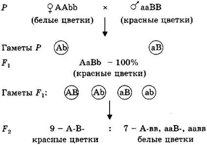 Определить типы гамет