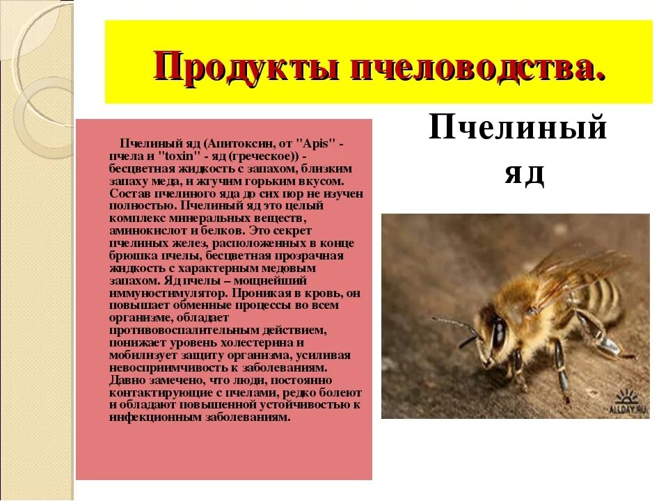 Пчелиный яд используется. Пчелиный яд презентация. пчелиный яд пчеловодство. чем полезен яд пчелы. яд пчёл полезен.