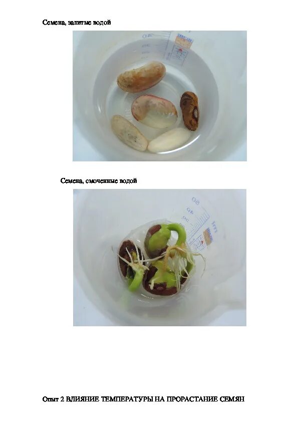 Стильные презентация семечек. Проращивание семян яблони. Опыт с фасолью. Семена боба прорастание. Проект выращивание семян.