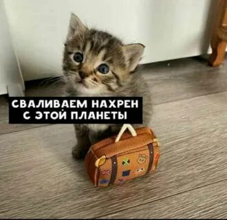 Kitty you can has cheezburger