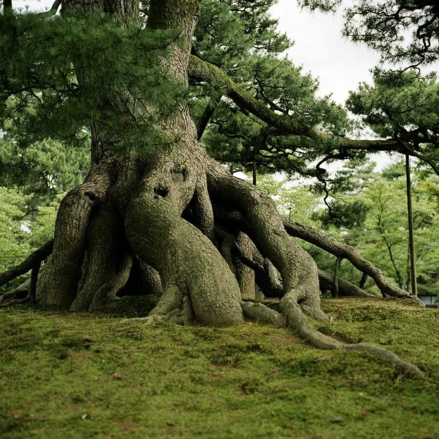 Just tree