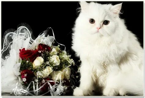 День белого кота