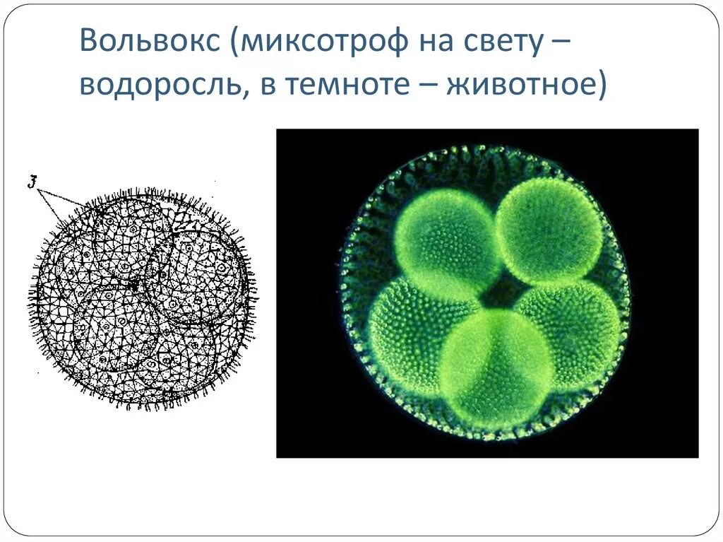 Вольвокс относится к. Вольвокс миксотроф. Зооиды у вольвокса. Вольвокс строение. Генеративные клетки вольвокса.