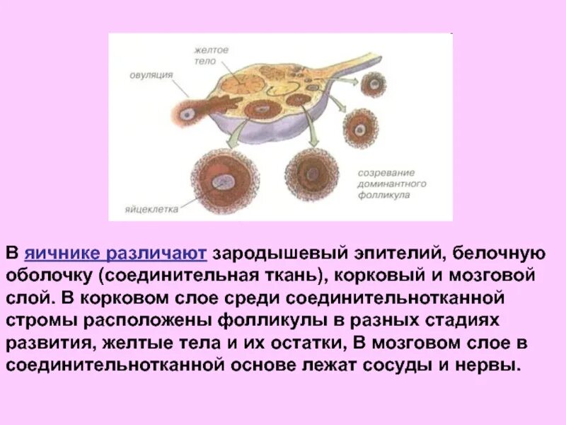 Оболочки яичника зародышевый эпителий. Оболочки фолликула яичника. Эпителий фолликулов яичника. Желтое тело это яйцеклетка. Где происходит созревание яйцеклеток