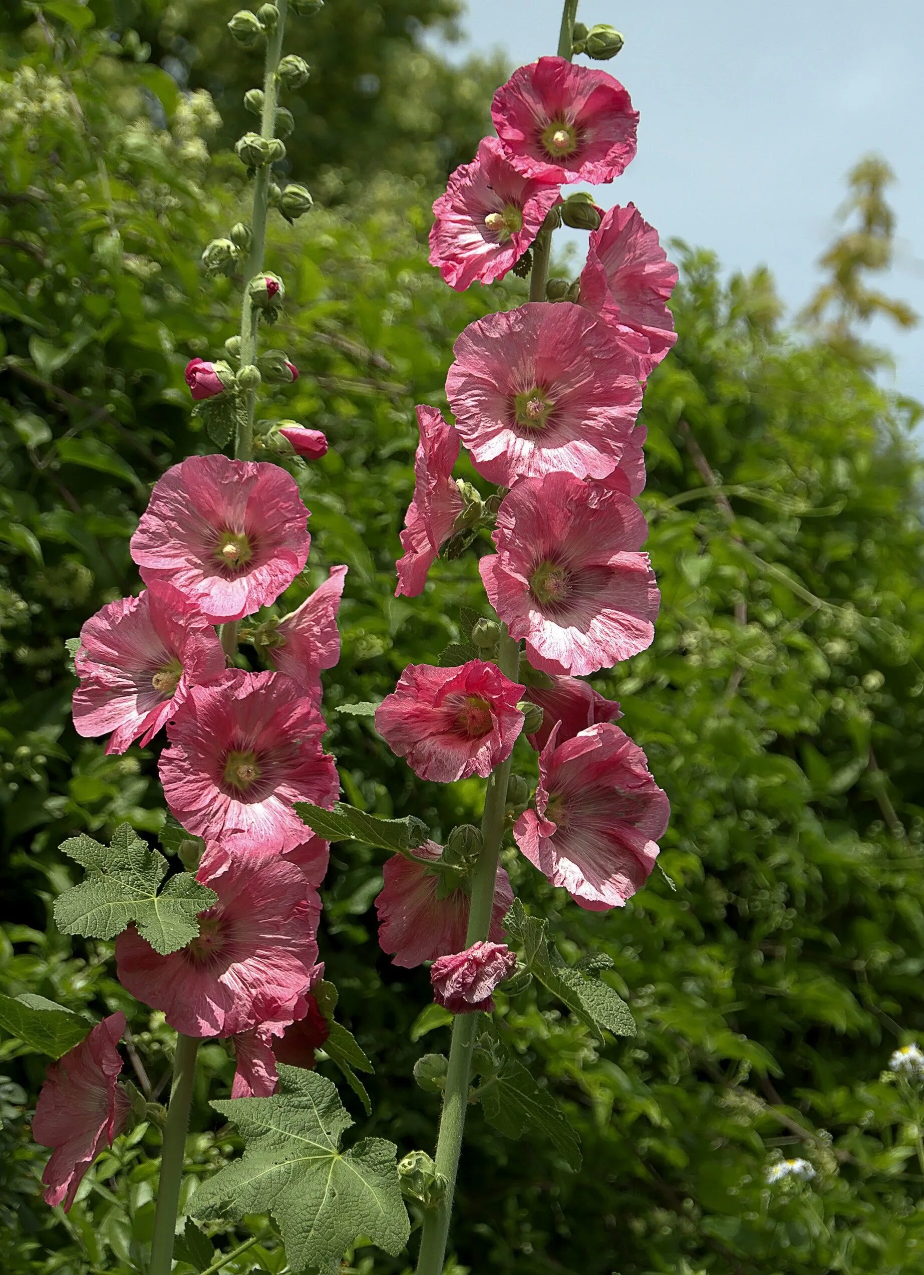 Мальва цветок многолетний. Мальва просвирник. Мальва мелкоцветковая. Цветы мальва просвирник. Мальва мавритана.