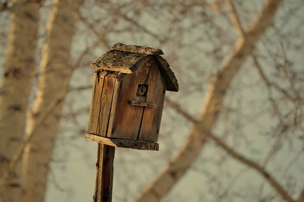 старый скворец. скворец. воробей в скворечнике. старый скворец. скворечник на шесте.
