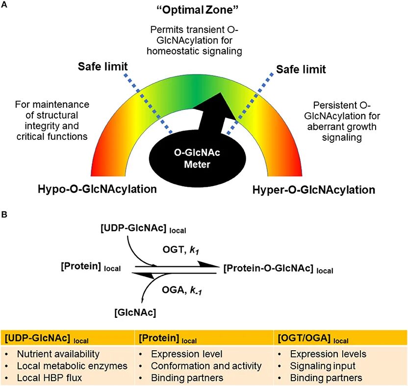 OGT. Структура тахилектина-2 связанного с GLCNAC. Globalization diagram. Local level