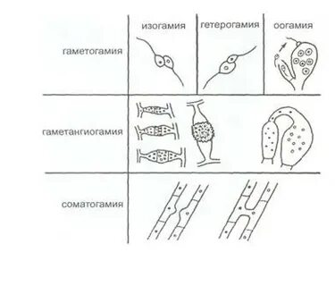 Соматогамия