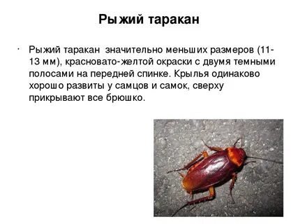 Рыжий краткое содержание