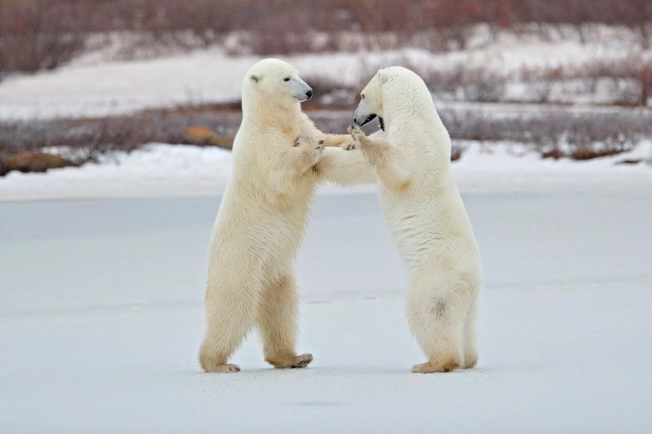 Танцующий мишка. Белый медведь на задних лапах. Белый медведь. Танцующие белые медведи. Танцующие белые медведи.