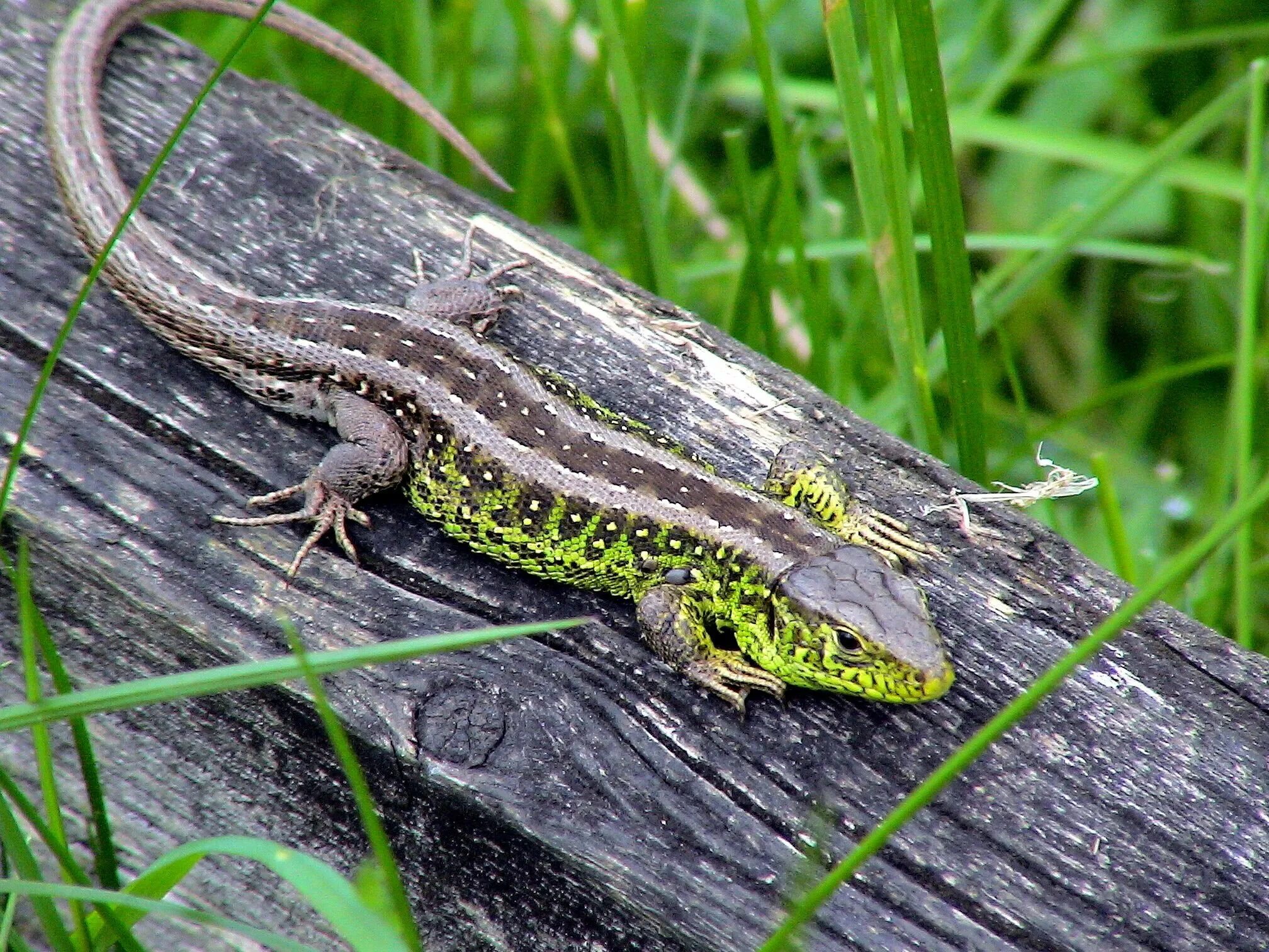 Ящерица живородящая хвостатая. Прыткая ящерица Lacerta Agilis. Прыткая ящерица (Lacerta Agilis l.),. Ящерица прыткая горнокрымская. Ящурка Барбура Eremias Argus barbouri.