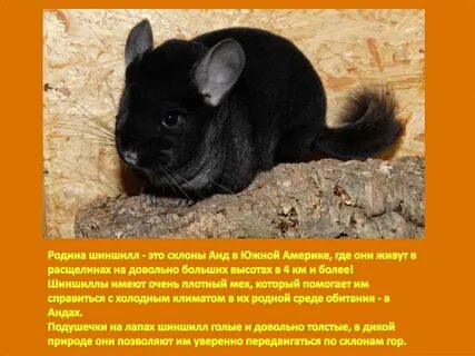 Шиншилла описание