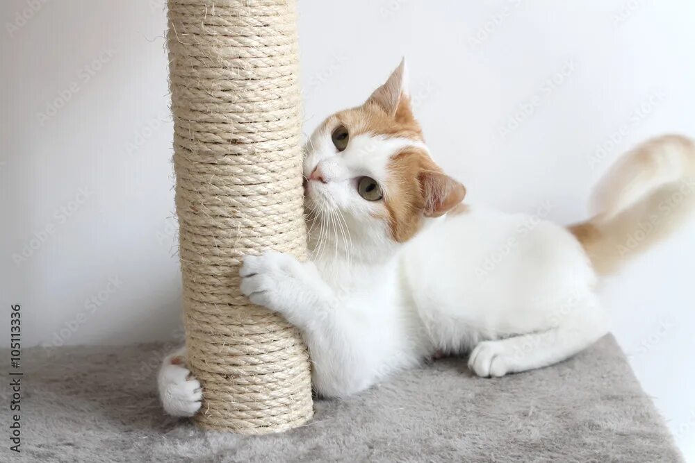 Un gato
