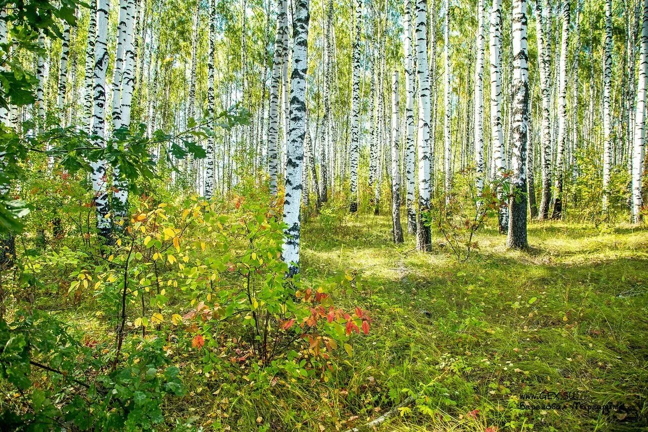 Роща пермь. Шатиловский лес в орловской области. березовая роща орел. орловская область cvtifyysq ktc. орловская область березовые леса.