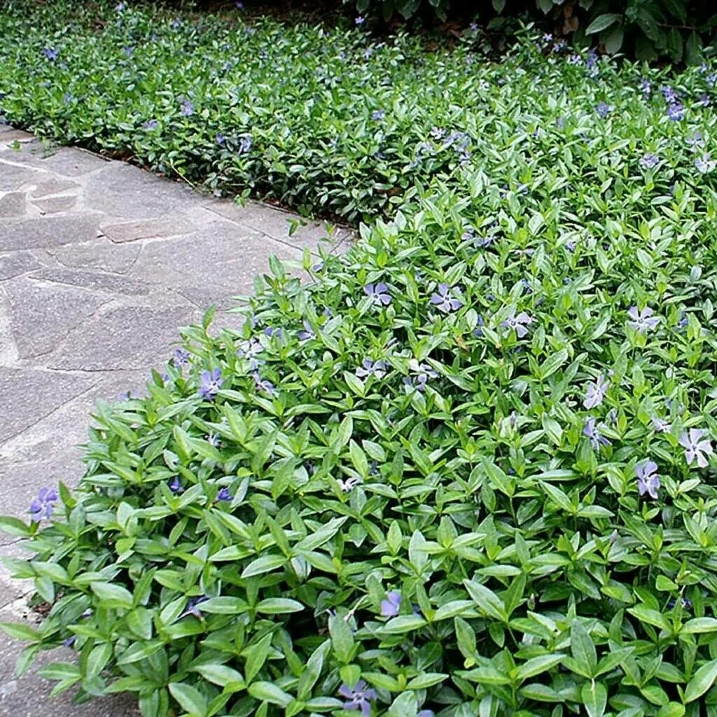 Барвинок. in 2025 Plants, Anime art, Garden