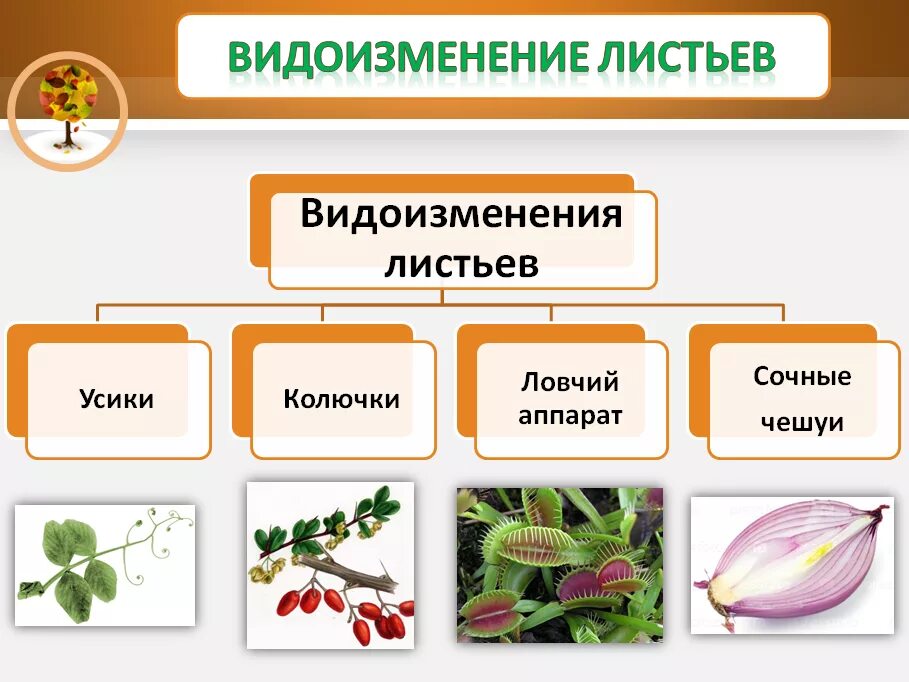 Растительное происхождение биологическая. Схема видоизменения листьев. Видоизменения листьев 6 класс биология. Видоизменение листа растения. Схема видоизменения листьев 6 класс.