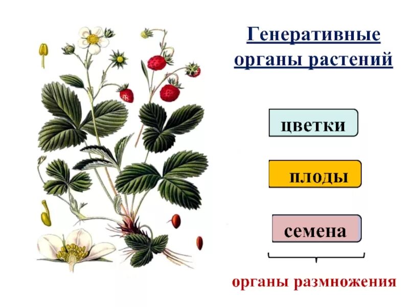 Способы генеративного размножения. Генеративные органы растений. органы генеративного размножения растений. генеративным лрганы растений. генеративные органы раст.