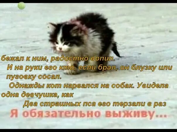 Грустные песни про кота. Уродливый кот стихотворение. Грустные песни про кота. #люблюнаркотики. Мой милый котик любовь наркотик.