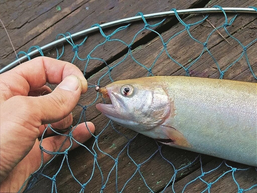 рыбу распугали. плотная рыба. филе семги. атлантический гигантский групер. желтохвостый луциан.