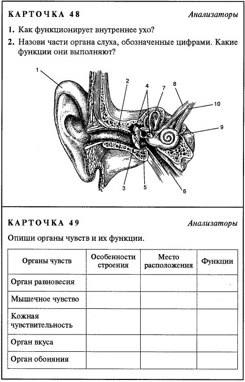 Карточки задания по учебнику биологии 8 класс Сонин. Строение уха карточка. Строение строение уха 8 класс. Строение уха 8 класс биология Сонин.