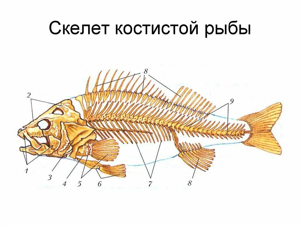 Рыба хвостовой отдел позвоночника. Скелет костной рыбы рис 113. Строение скелета костистой рыбы. Туловищный позвонок костной рыбы. Осевой скелет костистой рыбы.