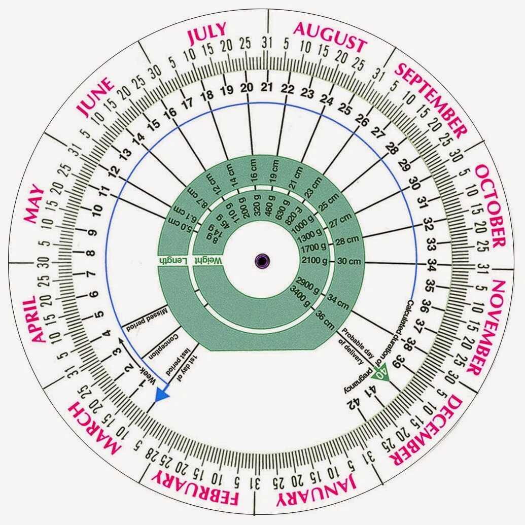 Акушерский календарь круглый. Круглый календарь для беременных. Календарик беременности круглый. Таблица для зачатия и даты родов.