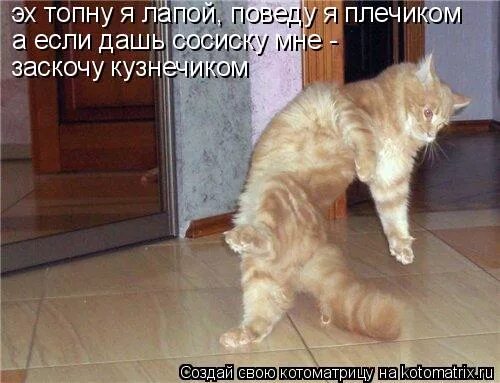 Пожалуйста дайте мне сосиску. Напугал кота сосиской. Даю установку картинки. Кот на цепи. Хочу на ручки.