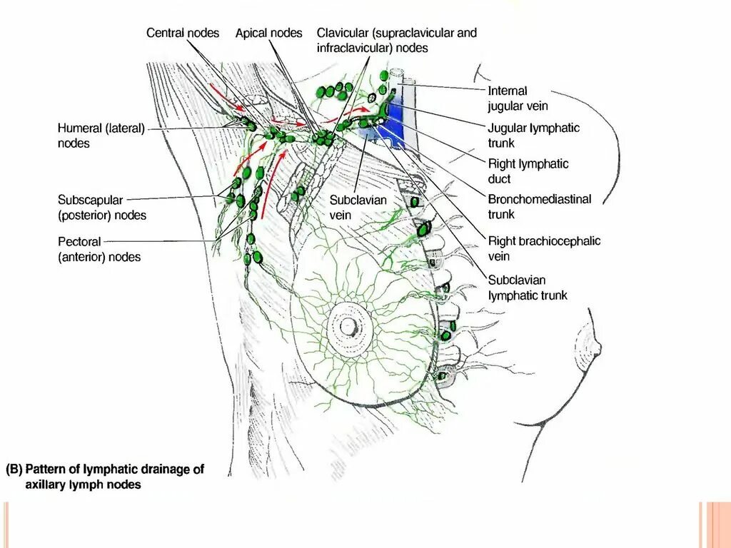Лимфатические узлы подмышки. Аксиллярные лимфатические узлы. Подмышечные лимфоузлы схема расположение. Лимфоузлы подмышечной впадины схема. Лимфоузлы молочных желез норма