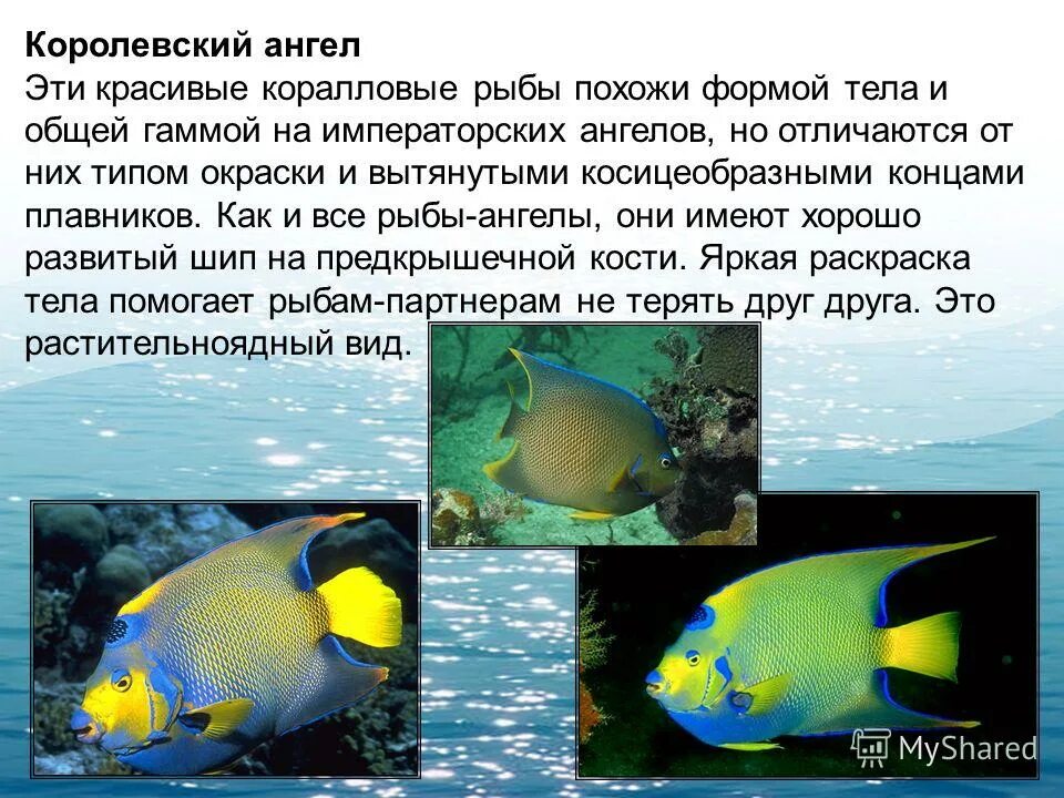 Голубая рыба-бабочка мультфильм 1994. Позвоночные животные рыбы. Позвоночные классы рыб. Типичные водные. Рыбы водные позвоночные.