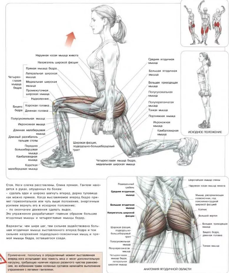Ягодицы ноги с гантелями. Упражнения на ягодицы схема мышц. Выпады анатомия силовых упражнений. Выпады Делавье. Ягодичные мышцы анатомия упражнения для увеличения.