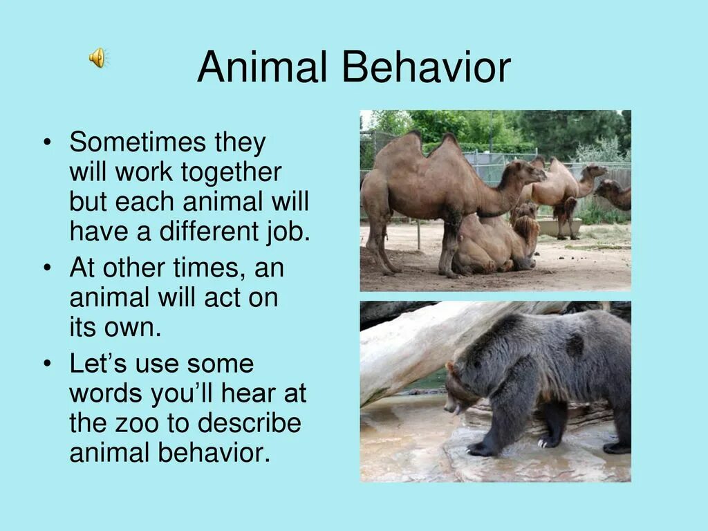 Animal behaviour. Animal behavior. предложения со словом animal behaviourist. a visit to the zoo. article about behavior animals.