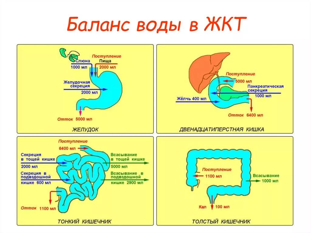 Почему в кишечнике вода