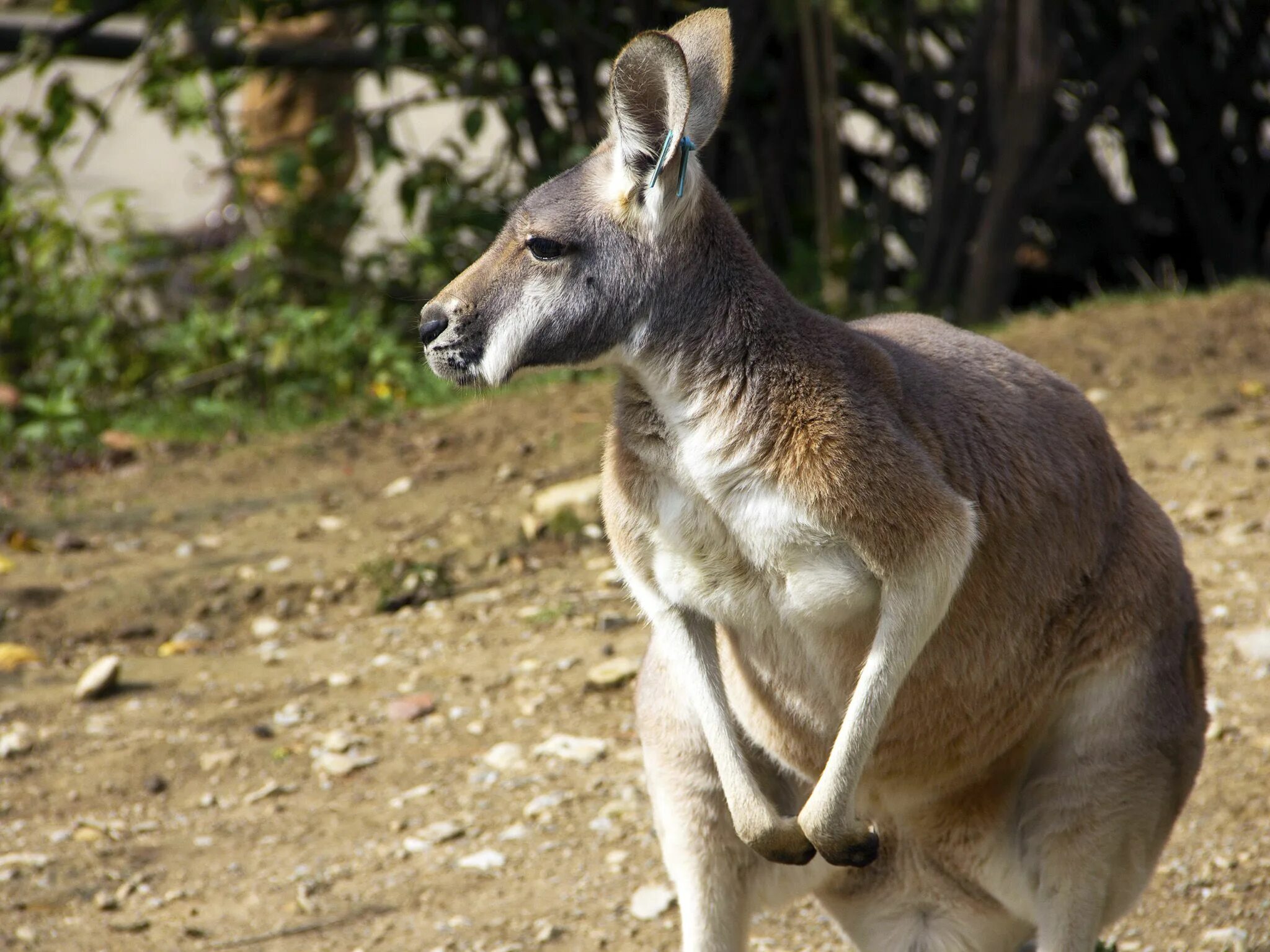 Кенгуру в австралии. Кенгуру прокоптодон. Гигантский короткомордый кенгуру. Короткомордый кенгуру. Одним из известных потомков современных кенгуру.