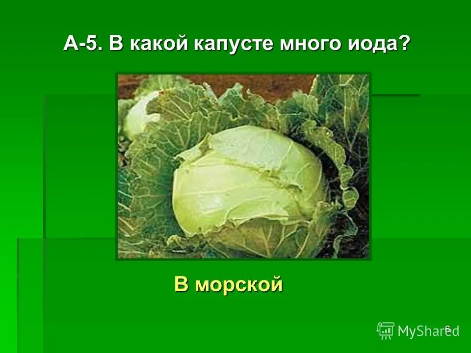 Император который выращивал капусту. Стих про капусту. Диоклетиан и капуста. Римский император который выращивал капусту. Видели бы вы какую капусту.