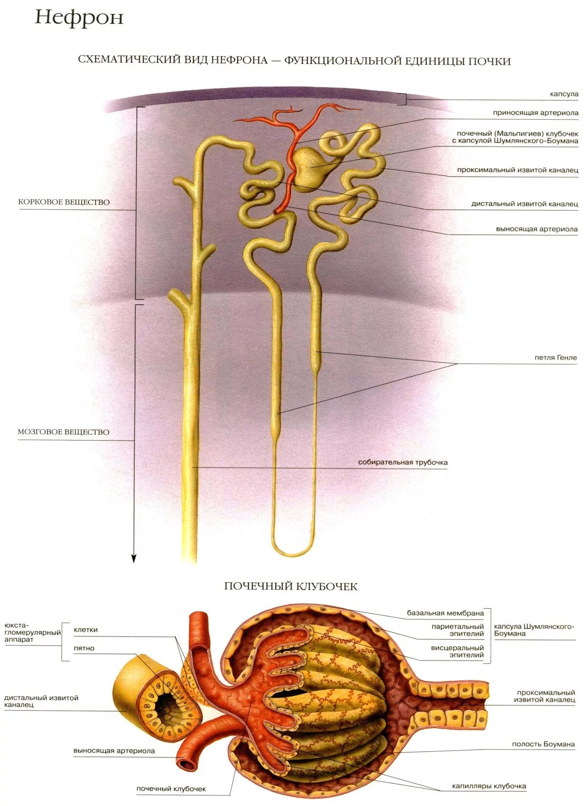 Капсула нефрона называется. Схема нефрона почки. Строение нефрона почки. Капсула клубочка нефрона строение. Строение нефрона почки анатомия.
