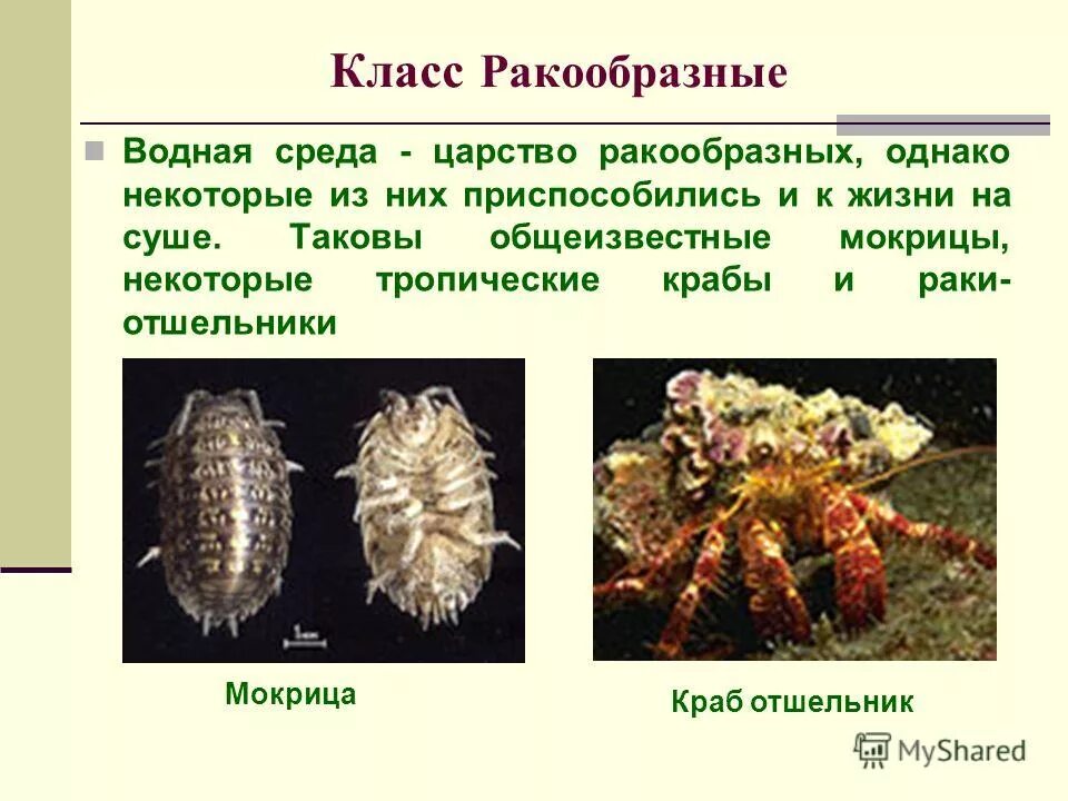 В связи с жизнью на суше. Класс ракообразные. Ракообразные представители. Среда обитания ракообразных. Царство ракообразных.