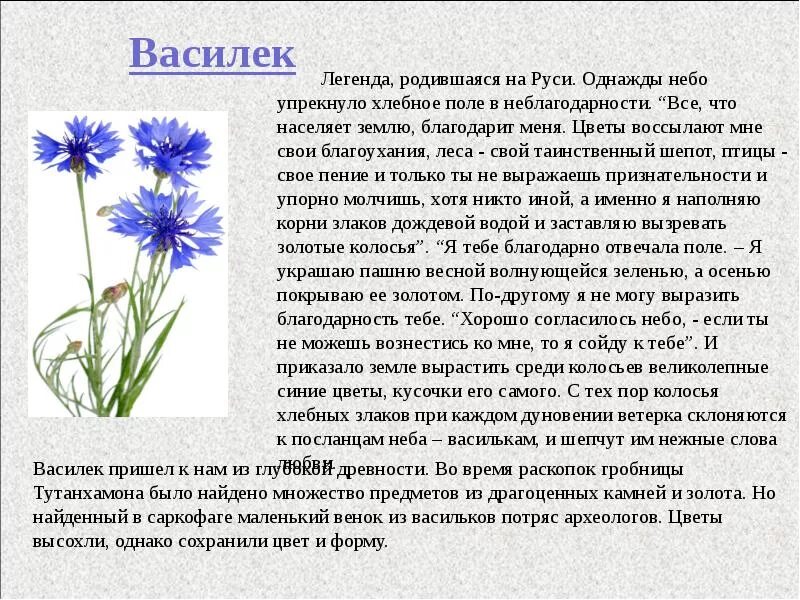 Легенда о цветке Василек. Легенда о васильке цветке. Легенда о Васильках цветах. Легенда о васильке цветке детям