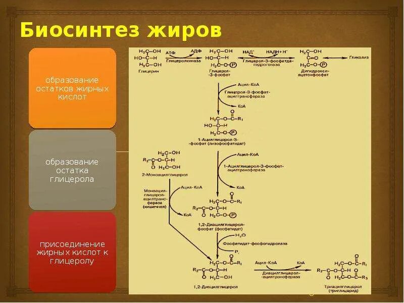 Синтез жиров происходит. Биосинтез жиров биохимия схема. Биосинтез липидов. Процесс биосинтеза жиров.