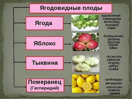 Ягода какому семейству относится