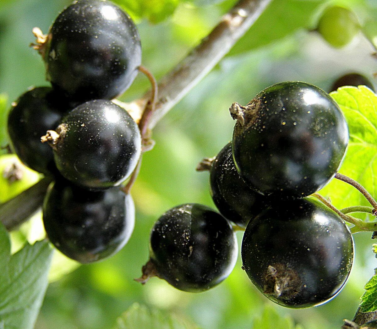 Смородина титания. Сорт смородины черешневая. Смородина черная ядреная. Смородина черная гулливер. Смородина черная экзотика.