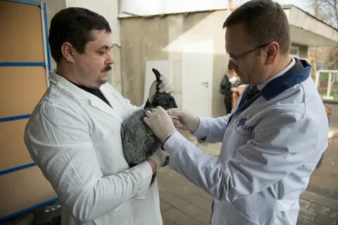 Ветеринария и жизнь сайт