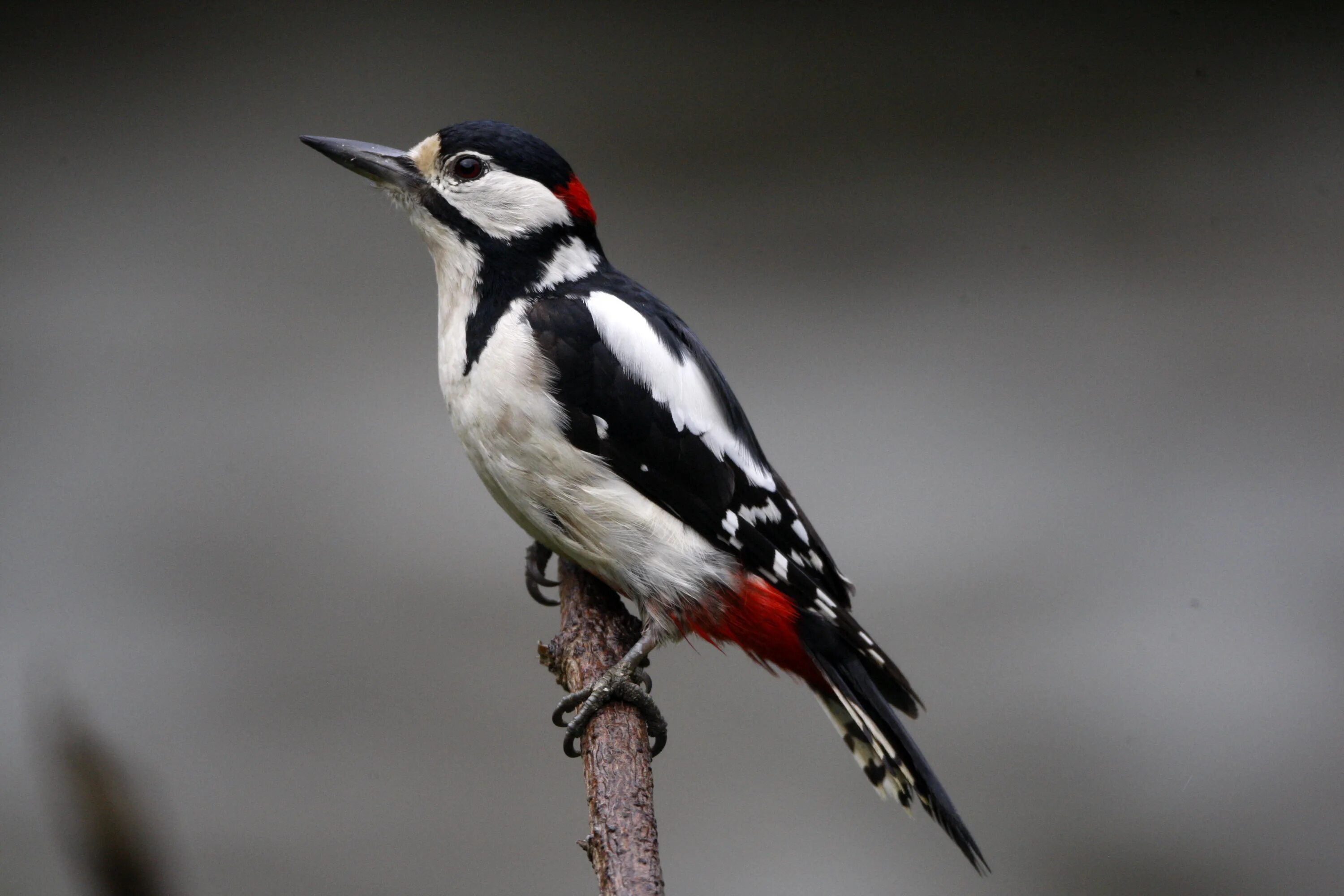 Great spotted Woodpecker. Большой пёстрый дятел. Большой пестрый дятел в полете. Малый пестрый дятел, щегол, Чиж, чечетка. Большой пестрый дятел имеет черное оперение