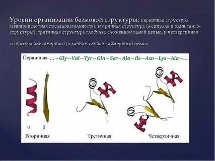 Вторичный уровень белков