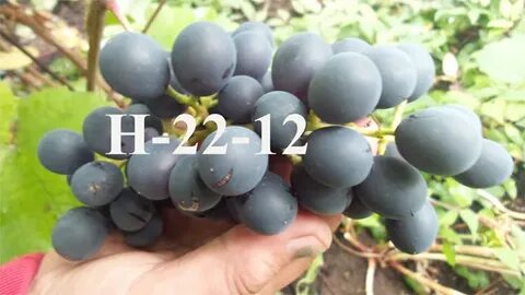Виноград н 1 2