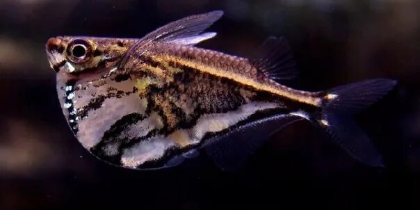 Карнегиелла мраморная (Carnegiella strigata)